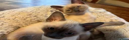 Tonkinese cats for sale: Superb Tonkdoll kittens - Advert 4