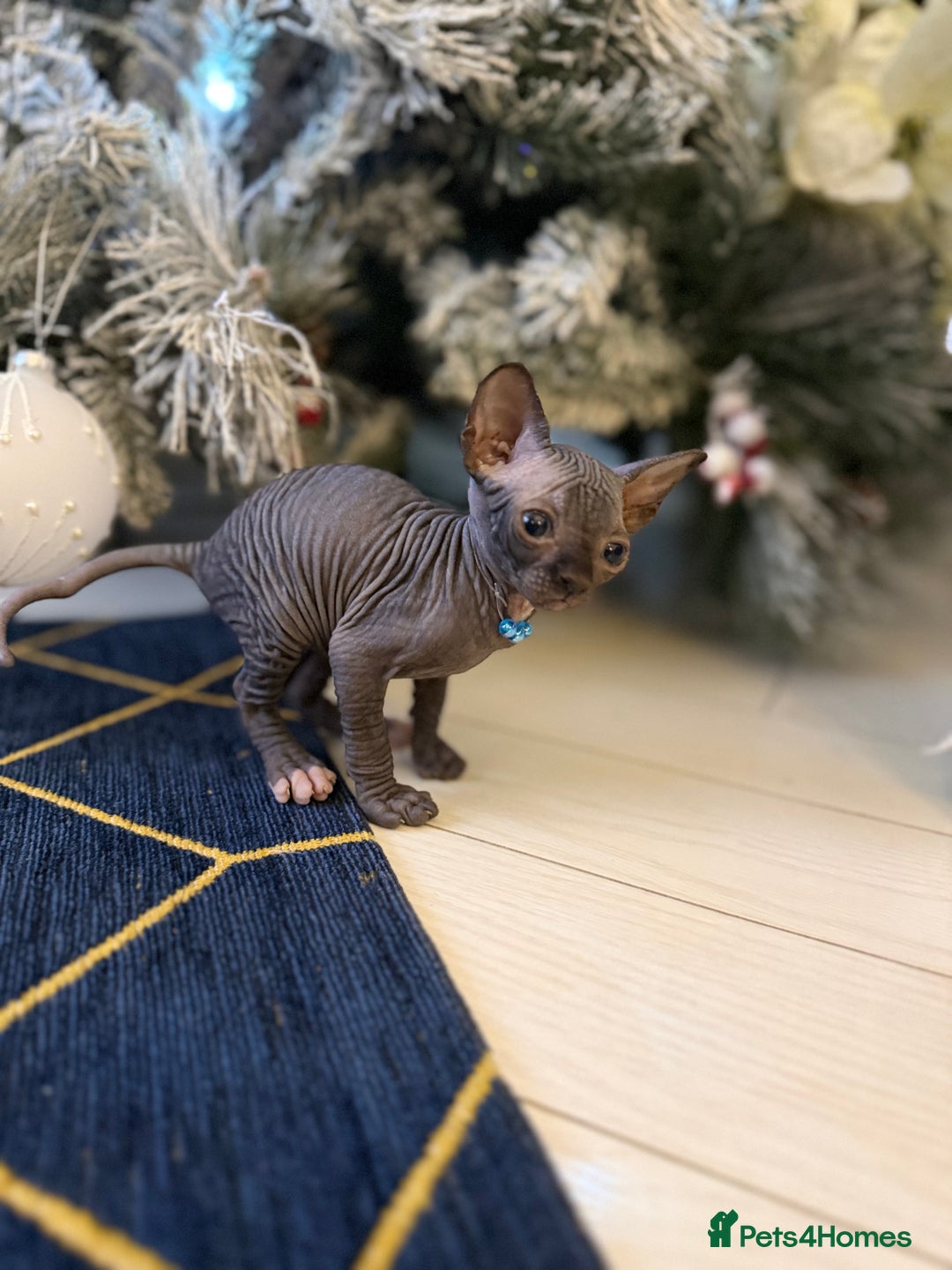 Sphynx cats for sale: Stunning Kittens!  - Advert 9