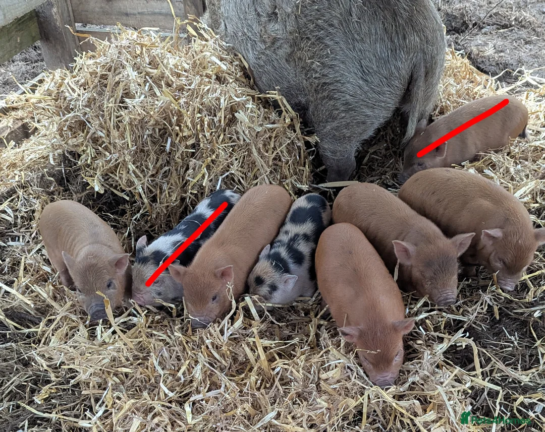 Pig livestock for sale: Julianna micro (tea cup) piglets  - Advert 5