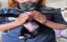 Mixed Breed dogs for sale: Staff x cockapoo puppies  - Image 6
