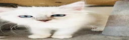 Ragdoll cats for sale: GCCF REGISTERED RAGDOLLS - Advert 13