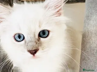 Ragdoll cats GCCF REGISTERED RAGDOLLS - Advert 1