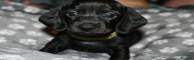 Miniature Dachshund Puppy 4