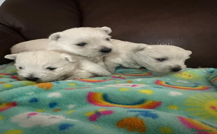 West Highland Terrier dogs - Advert 1