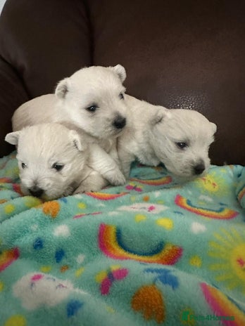 West Highland Terrier dogs - Advert 1