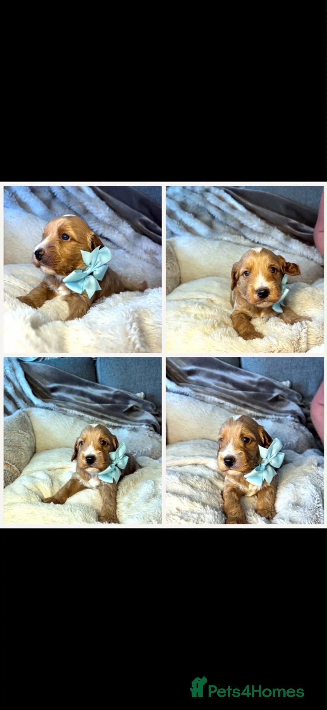 Cockapoo dogs for sale: F1 cocker poo’s  - Advert 3