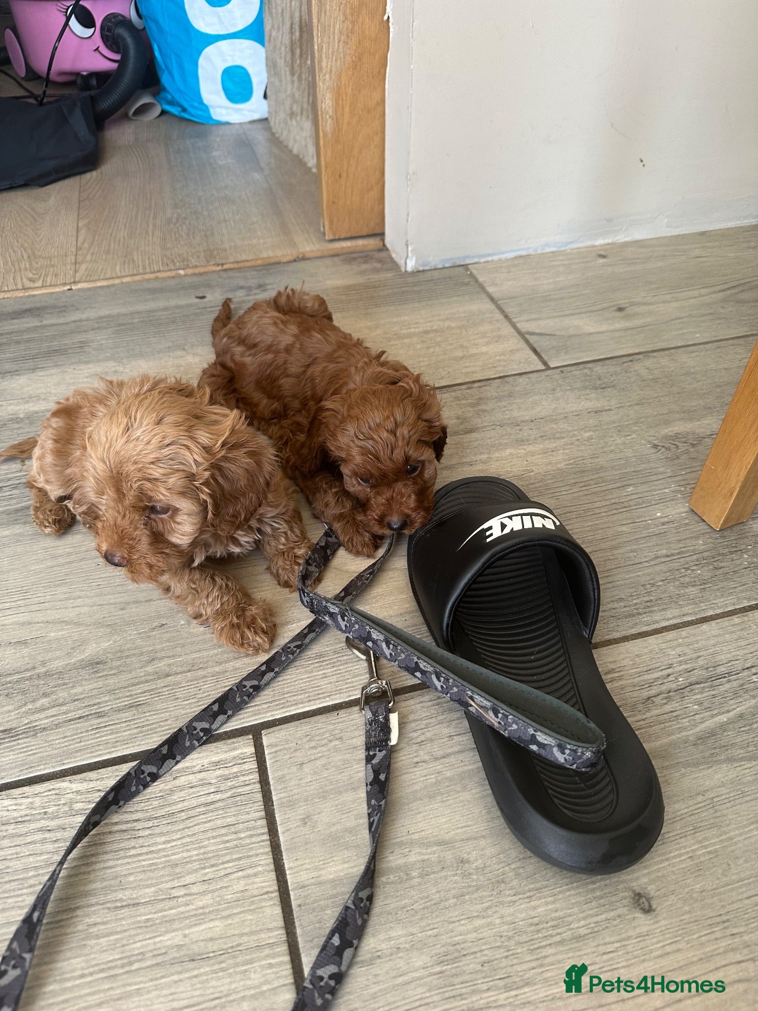 Cavapoo dogs Beautiful f1b red Cavapoo puppies    - Advert 1