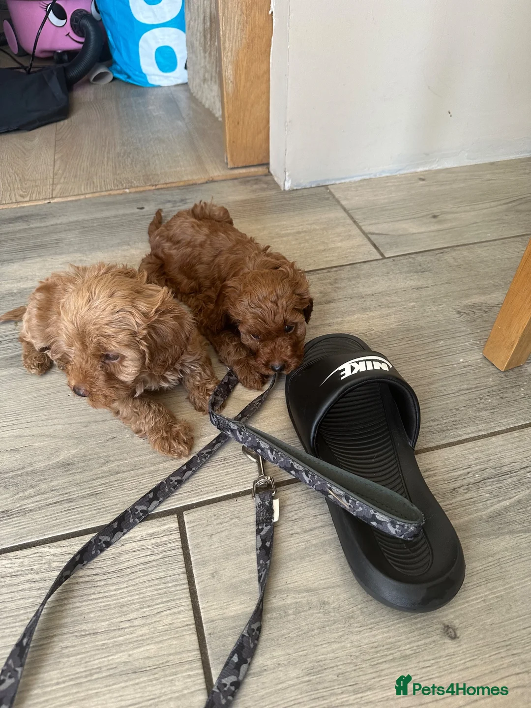 Cavapoo dogs for sale: Beautiful f1b red Cavapoo puppies    - Advert 2
