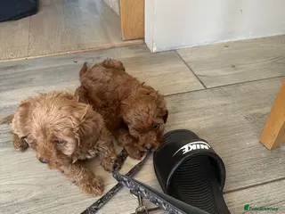 Cavapoo dogs Beautiful f1b red Cavapoo puppies - Advert 1