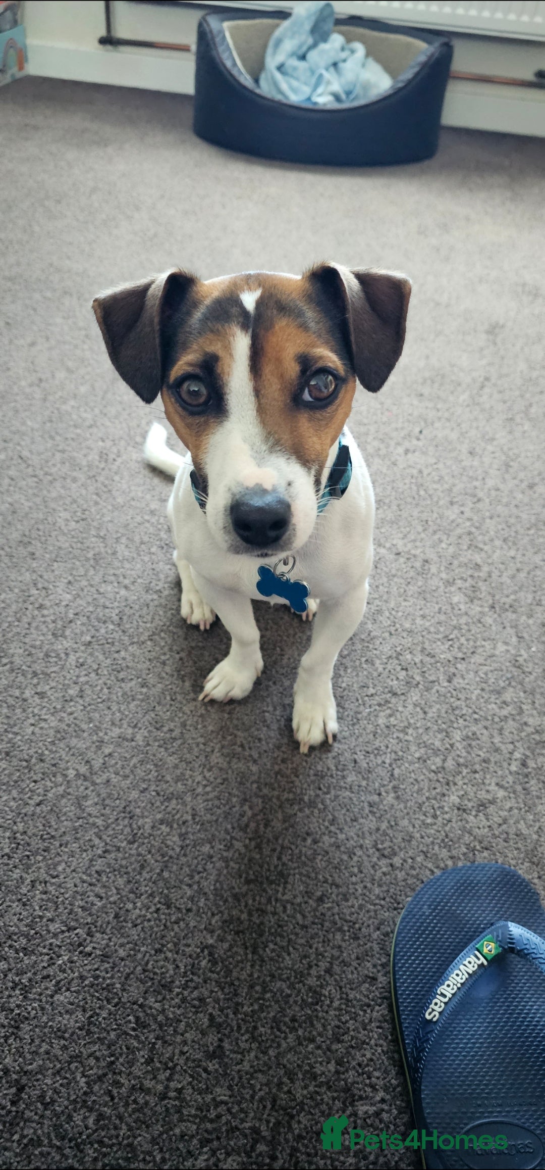 Jack Russell dogs for stud: Jack Russell Dog for Stud - Image 5