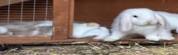 Mini Lop rabbits for sale: Reserved Only 1 baby mini lop left - boy - Advert 20