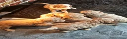 Goldendoodle dogs for sale: Goldendoodle puppies - Advert 18
