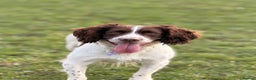 English Springer Spaniel dogs for stud: Semi proven (awaiting for the scan) for stud only - Advert 4
