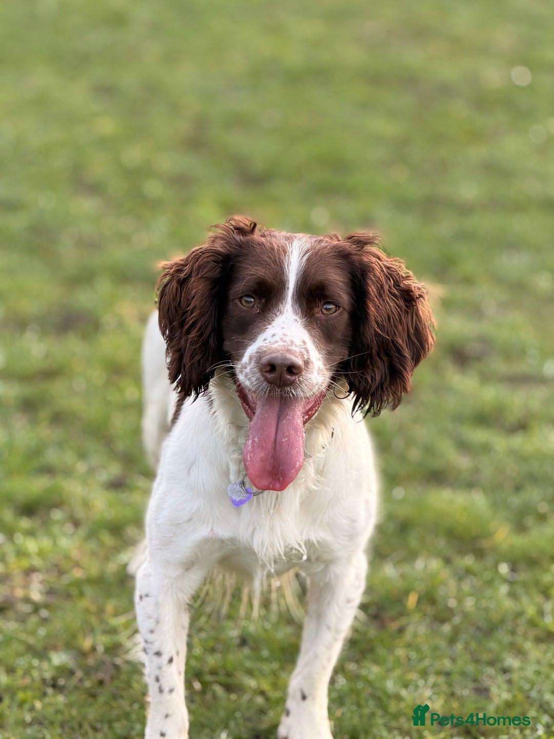 English Springer Spaniel dogs for stud: Semi proven (awaiting for the scan) for stud only - Advert 4