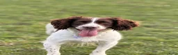 English Springer Spaniel dogs for stud: PROVEN STUD  - Advert 4