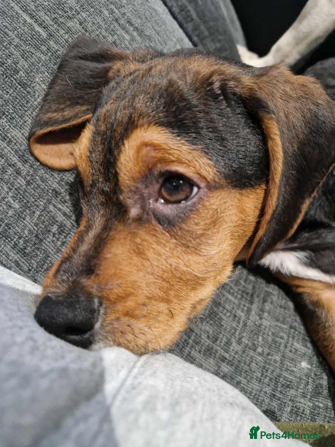 Bocker dogs for sale: Bocker (spainel x beagle) - Advert 3