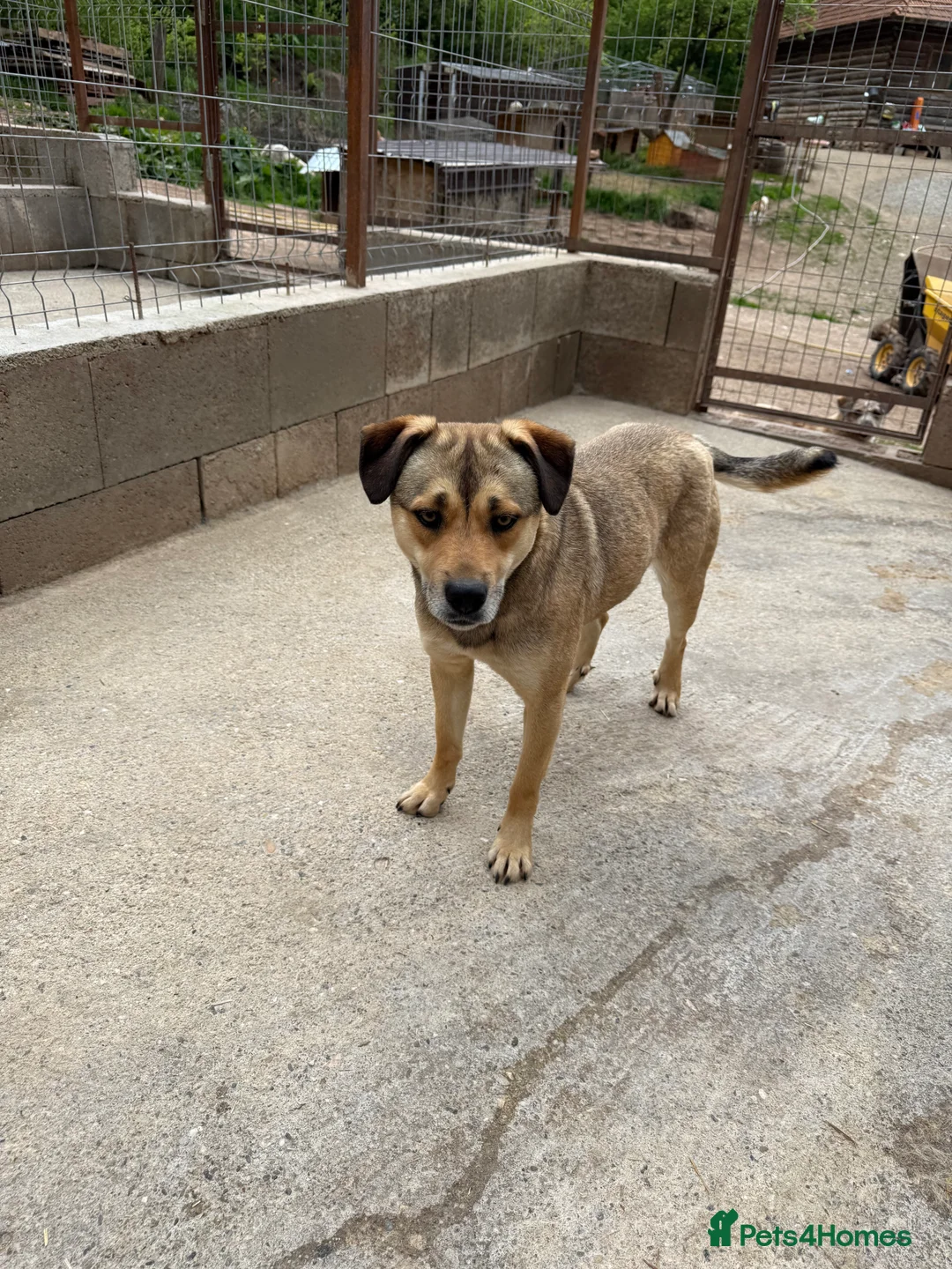 Mixed Breed dogs for adoption: Patty ❤️ - Advert 7