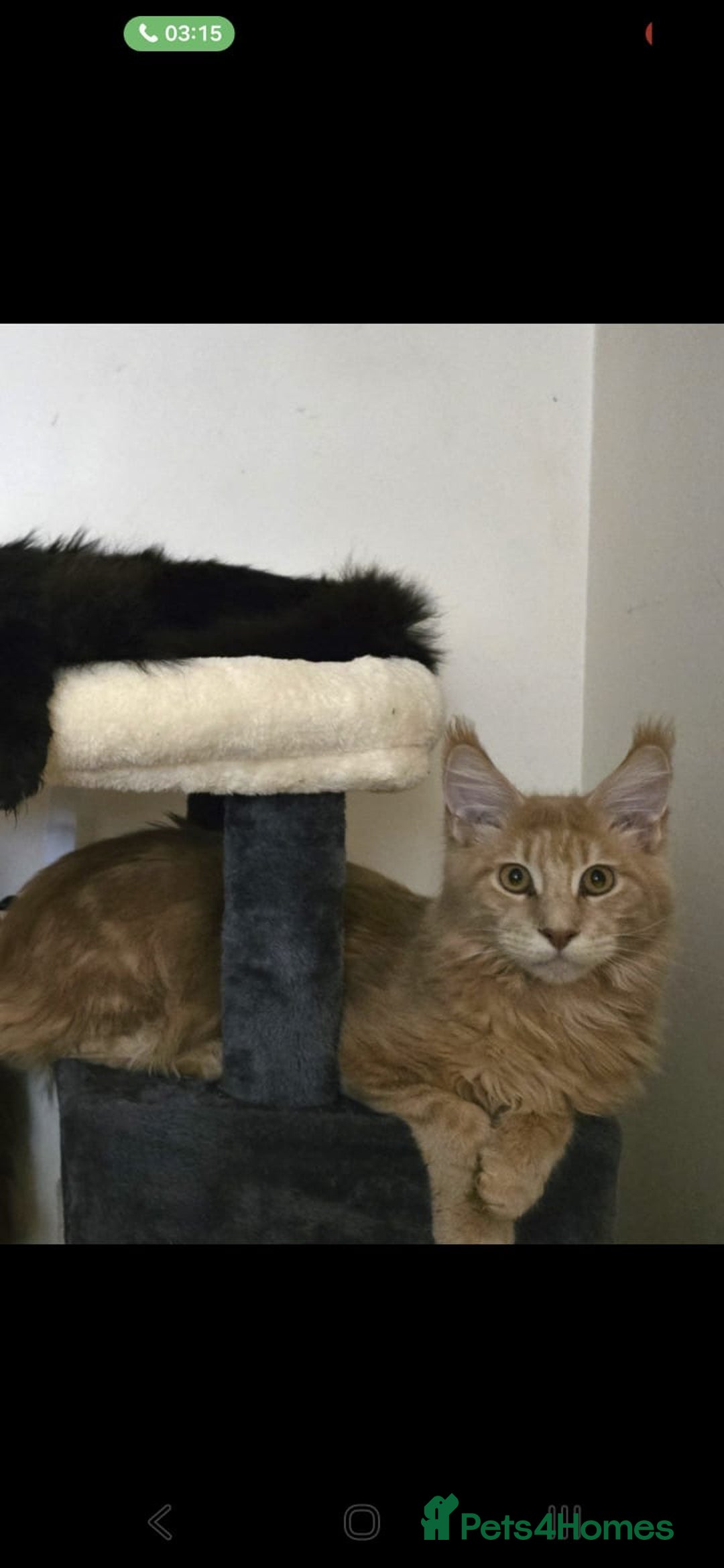 Maine Coon cats for sale: 8 month old Maine coon  - Advert 3