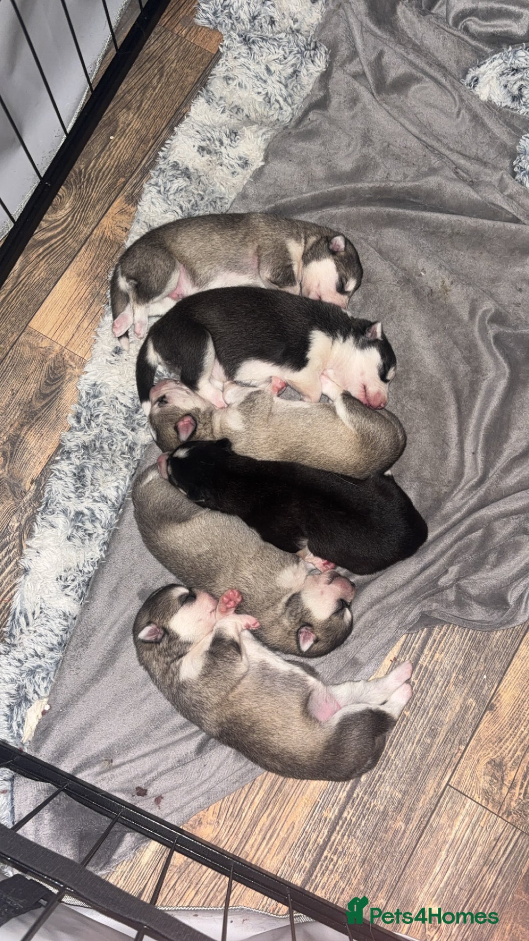 Siberian Husky dogs for sale: 6 Beautiful Siberian Husky’s ❤️ - Advert 1