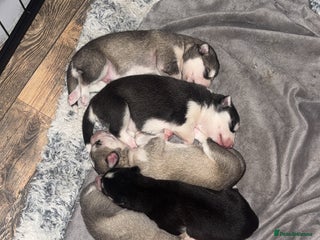 Siberian Husky dogs 6 Beautiful Siberian Husky’s ❤️ - Advert 16