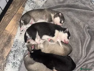 Siberian Husky dogs 6 Beautiful Siberian Husky’s ❤️ - Advert 11