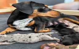 Miniature Dachshund dogs for sale: Minature Dachshund puppies for sale - Image 3