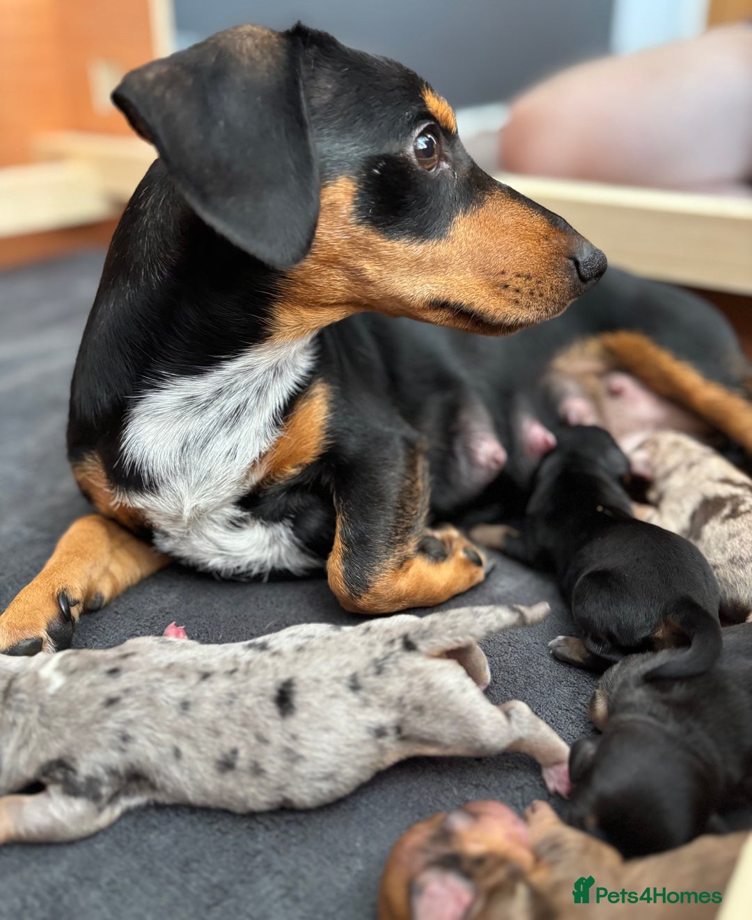 Miniature Dachshund dogs for sale: Minature Dachshund puppies for sale - Image 3