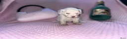 Cockapoo dogs for sale: Stunning cockapoo puppys  - Advert 15
