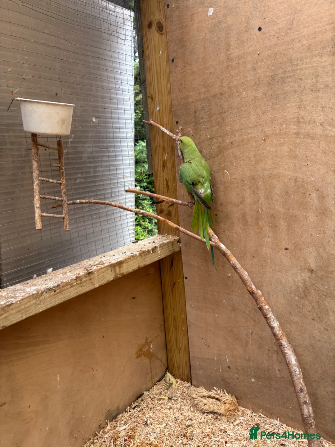 Cockatiels birds for sale: Indian Ringneck - Bonded Pair - Advert 8