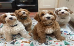 Australian Labradoodle dogs for stud: Proven extensively health tested gorgeous stud - Image 31