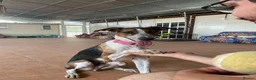 Mixed Breed dogs for adoption: 🐶Rex the perfect pack companion 😍  - Advert 10