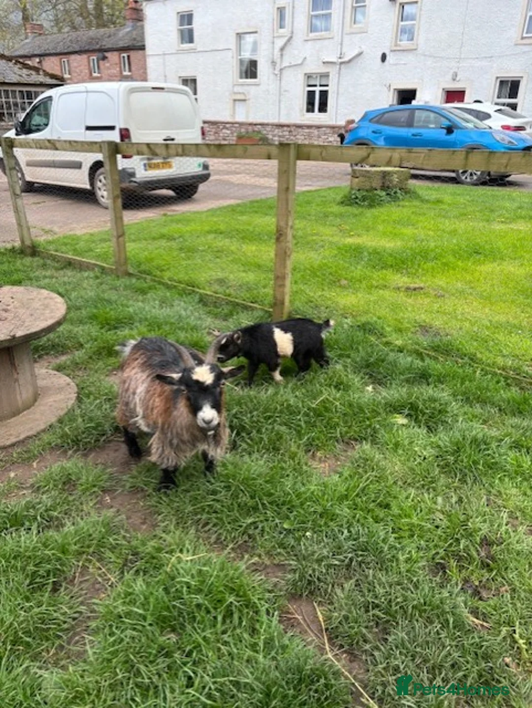 Goats livestock for sale: 2 Male Pygmy Goats - Advert 2