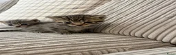 Mixed Breed cats for sale: Bengal x kittens  - Advert 8