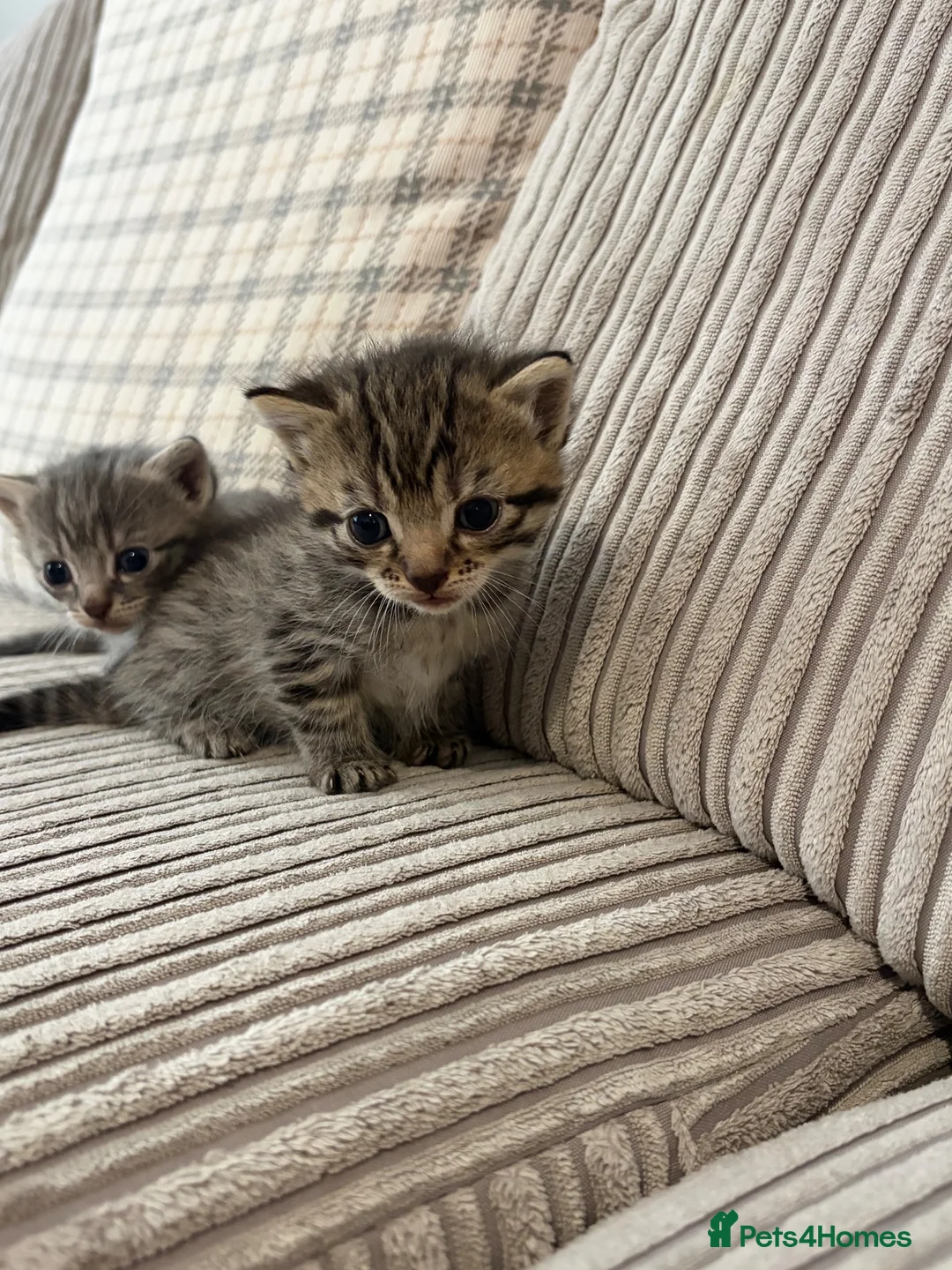 Mixed Breed cats for sale: Bengal x kittens  - Advert 8