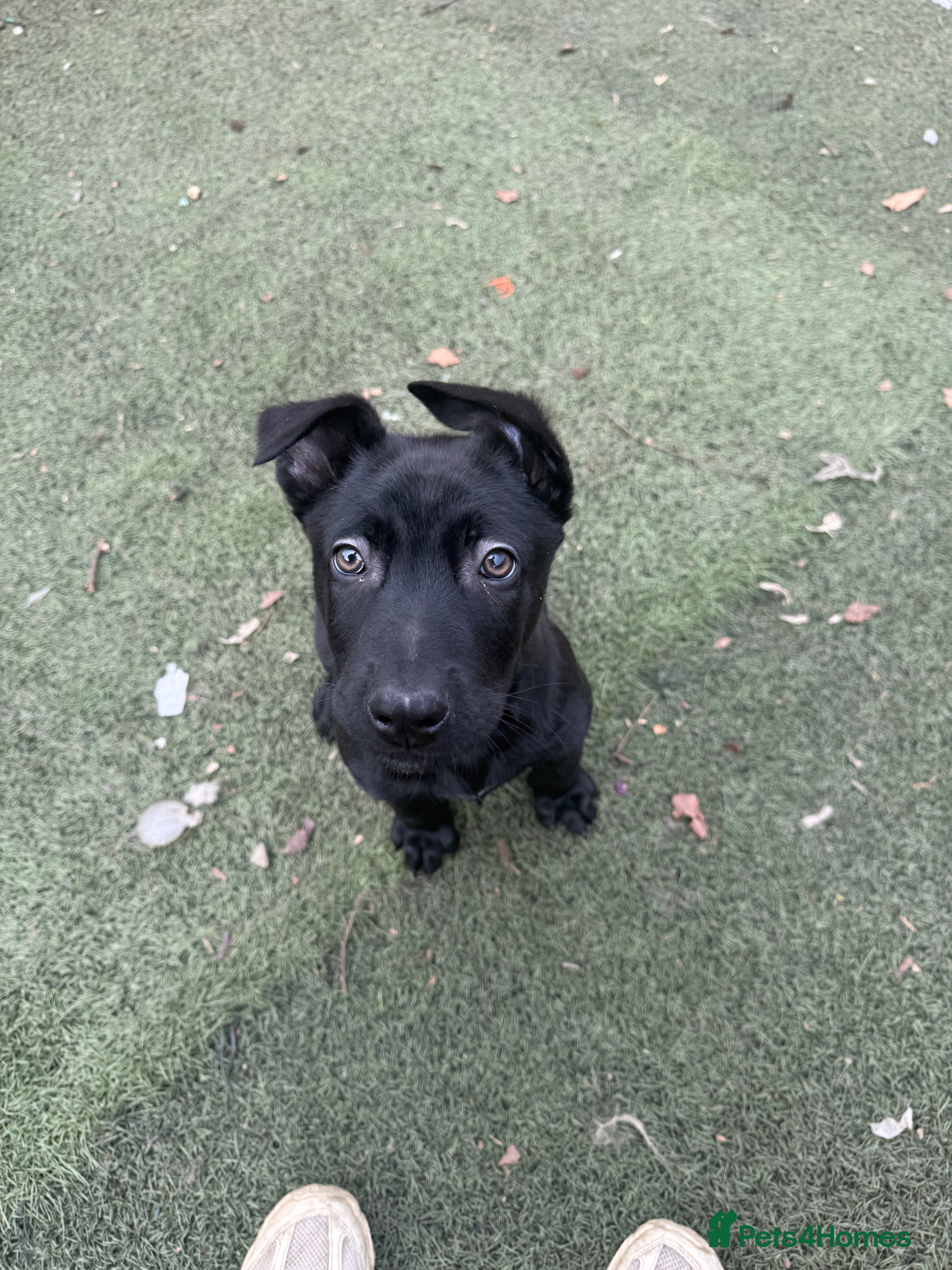 Belgian Shepherd Dog dogs KC Registered & Health Tested Belgian Malinois - Advert 5