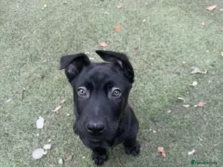 Belgian Shepherd Dog dogs KC Registered & Health Tested Belgian Malinois - Advert 5