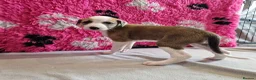 Lurcher dogs for sale: Lurcher pups - Advert 16