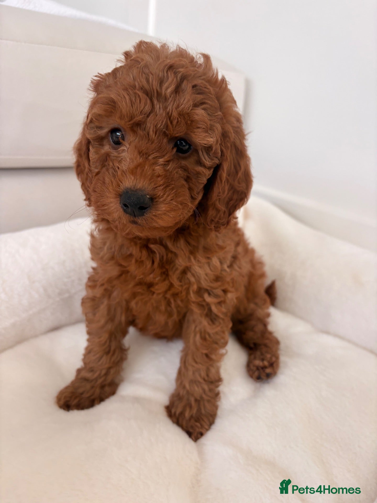 Labradoodle dogs LICENSED BREEDER F2b miniature labradoodles - Advert 2
