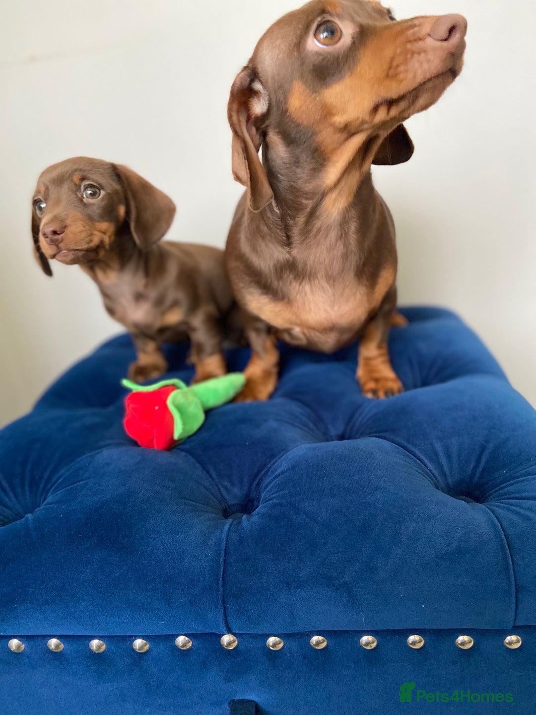 Miniature Dachshund dogs for sale: TURE MINIATURE DACHSHUND  - Advert 5