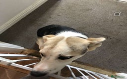 Mixed Breed dogs for sale: pup for sale  - Image 2
