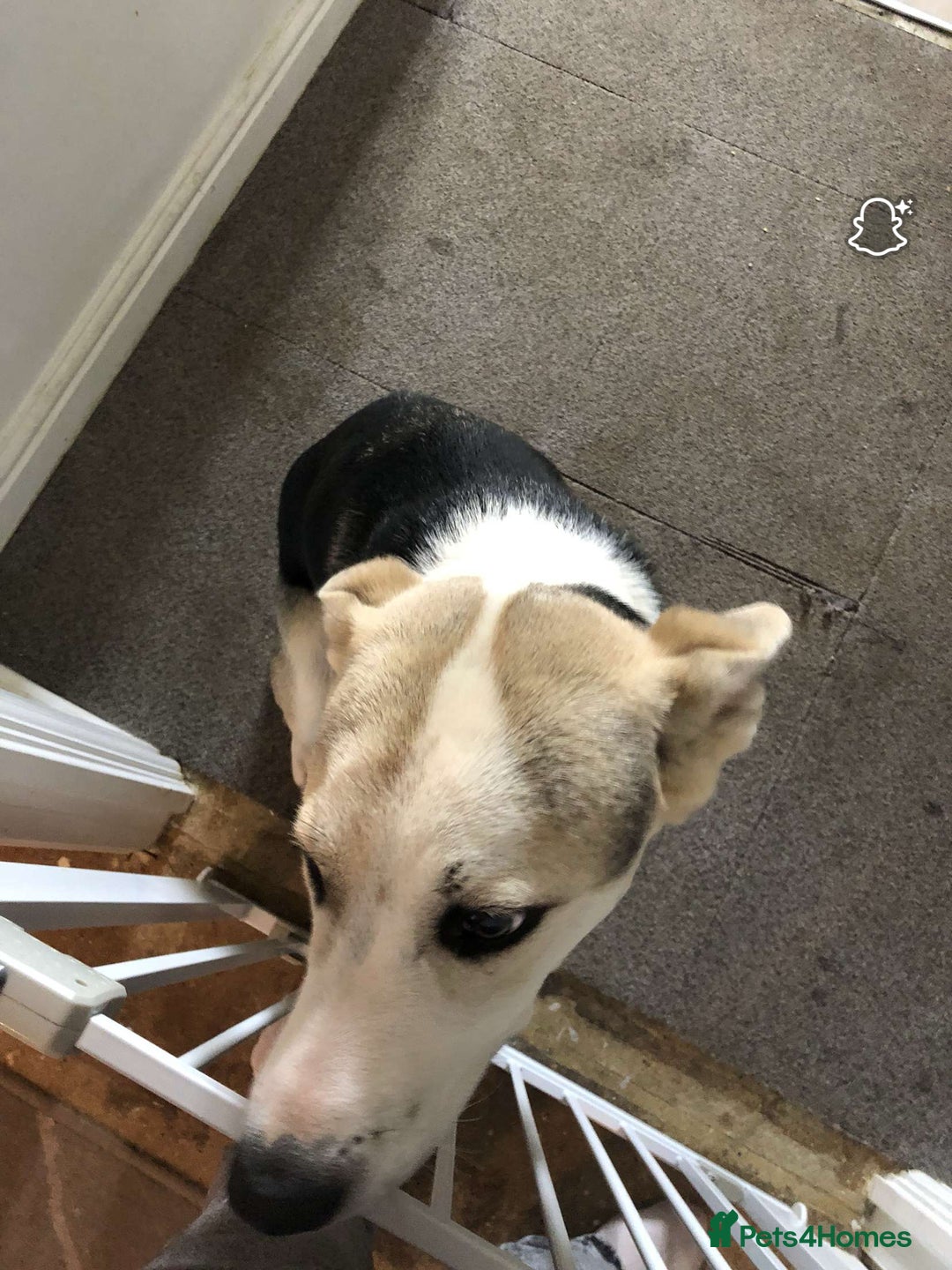 Mixed Breed dogs for sale: pup for sale  - Image 2