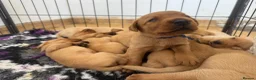 Labrador Retriever dogs for sale: Outstanding Red&Yellow Labradors,KC&health tested - Advert 11