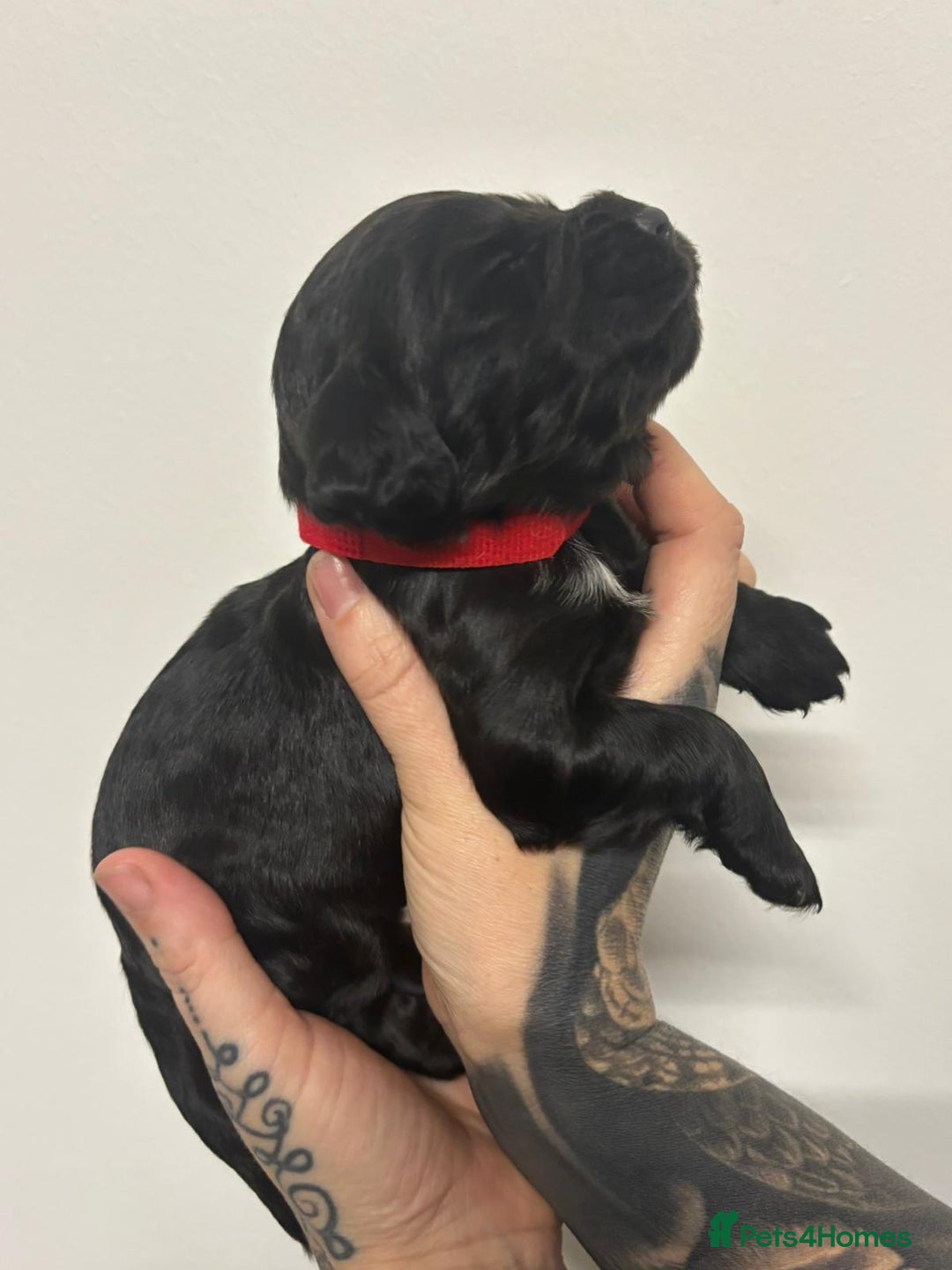 Cocker Spaniel dogs for sale: 4 Gorgeous working cocker spaniels  - Advert 9