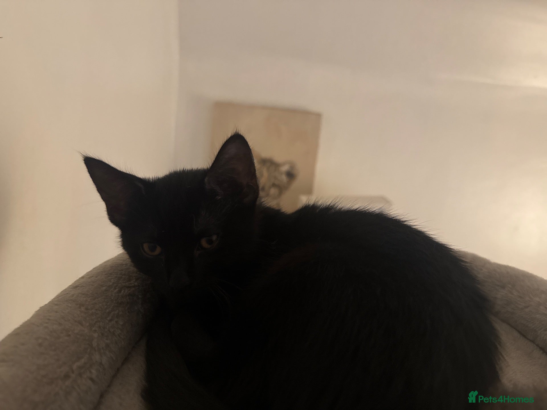 Domestic Shorthair cats 4 Beautiful Domestic Shorthair Kittens  - Advert 16