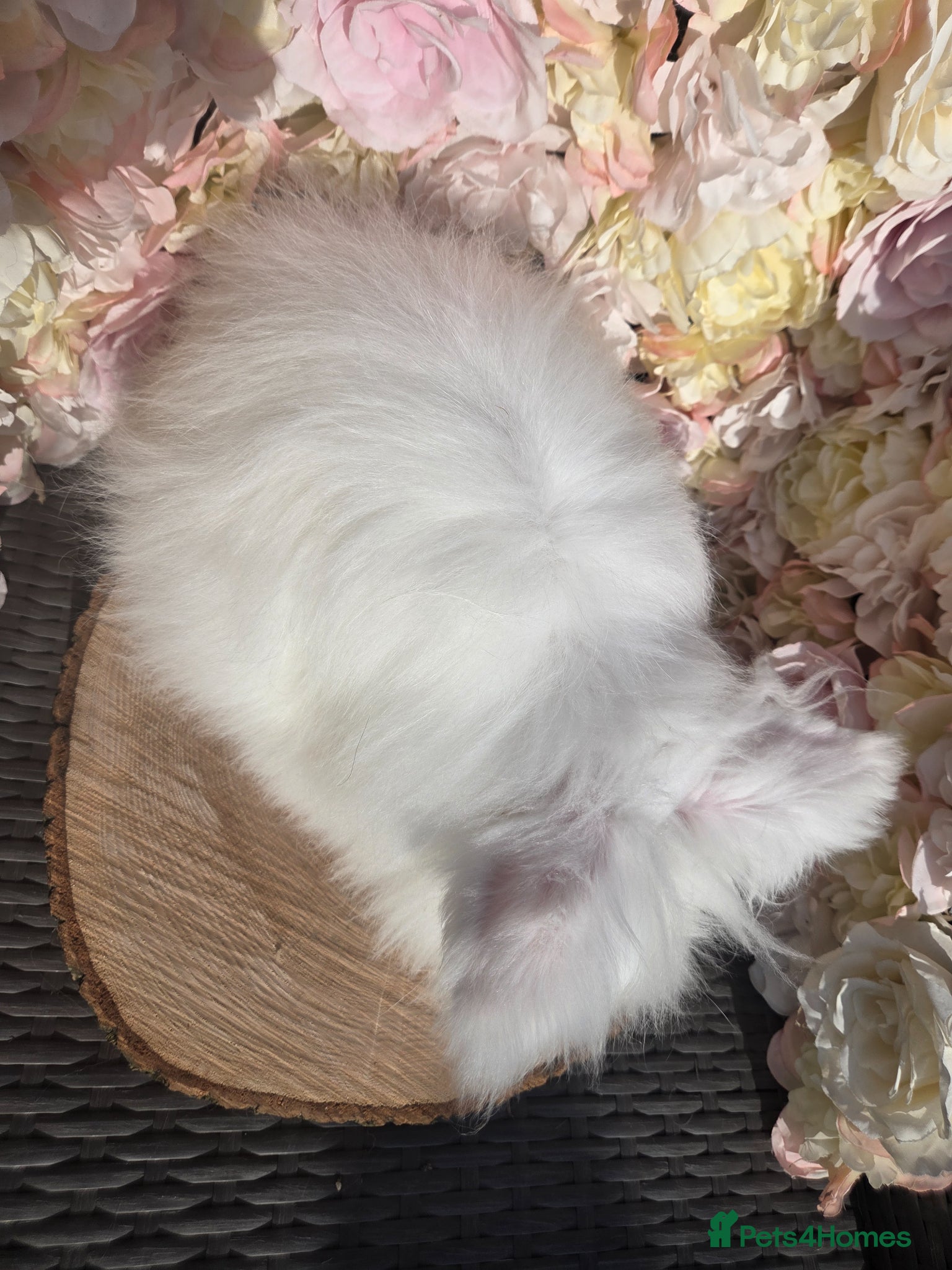 Angora rabbits for sale: Teddywidders - Advert 12