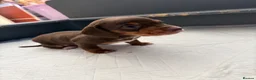 Miniature Dachshund dogs for sale: 🐶🐶🐶❤️❤️❤️❤️miniature Daschund puppies for sale  - Advert 12