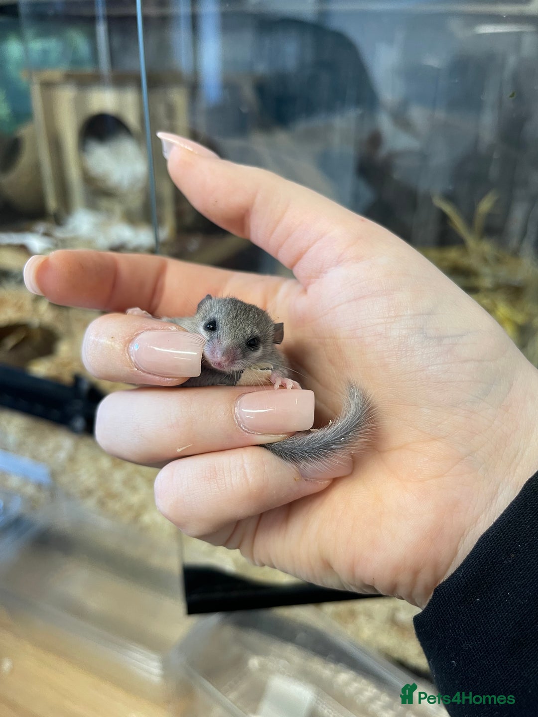 Mouse rodents for sale: Mixed colony African Pigmy Dormice  - Image 3