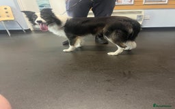 Border Collie dogs for sale: Border collie - Image 3