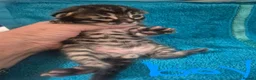Bengal cats for sale: Bengal cross kittens in Crewe - Advert 6