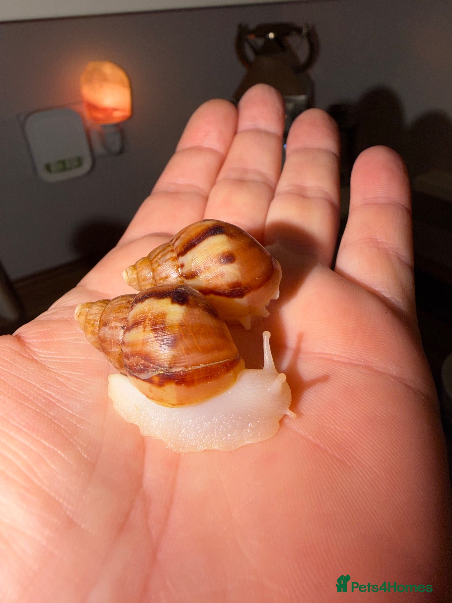 Snails invertebrates Albino Giant African Land Snails (Achatina Fulica) - Advert 1
